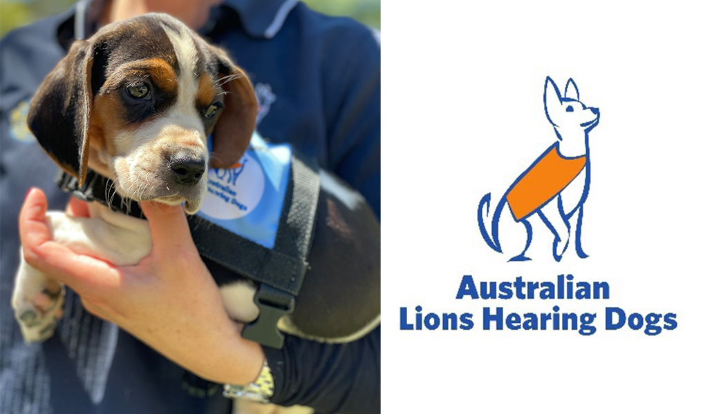 Lions hearing dogs